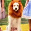 TRISH SCULLY HOME Accessories DOG LION MANE
