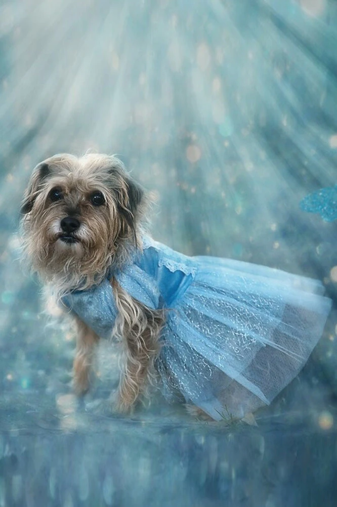 TRISH SCULLY HOME QUEEN OF THE KINGDOM FLUFFY DOG COSTUME