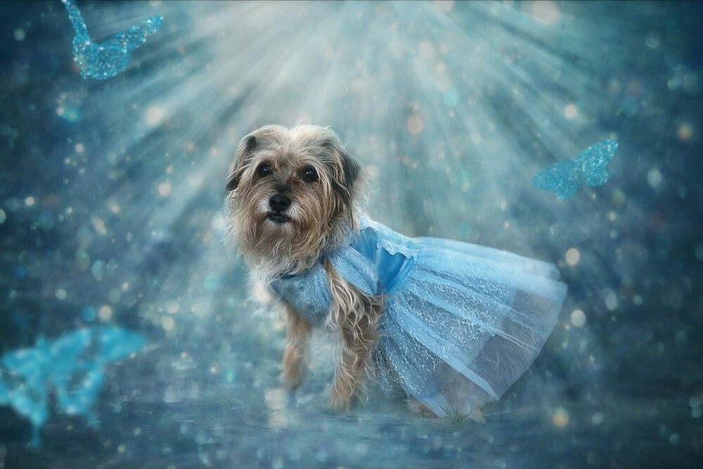 TRISH SCULLY HOME QUEEN OF THE KINGDOM FLUFFY DOG COSTUME